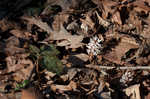 Allegheny spurge